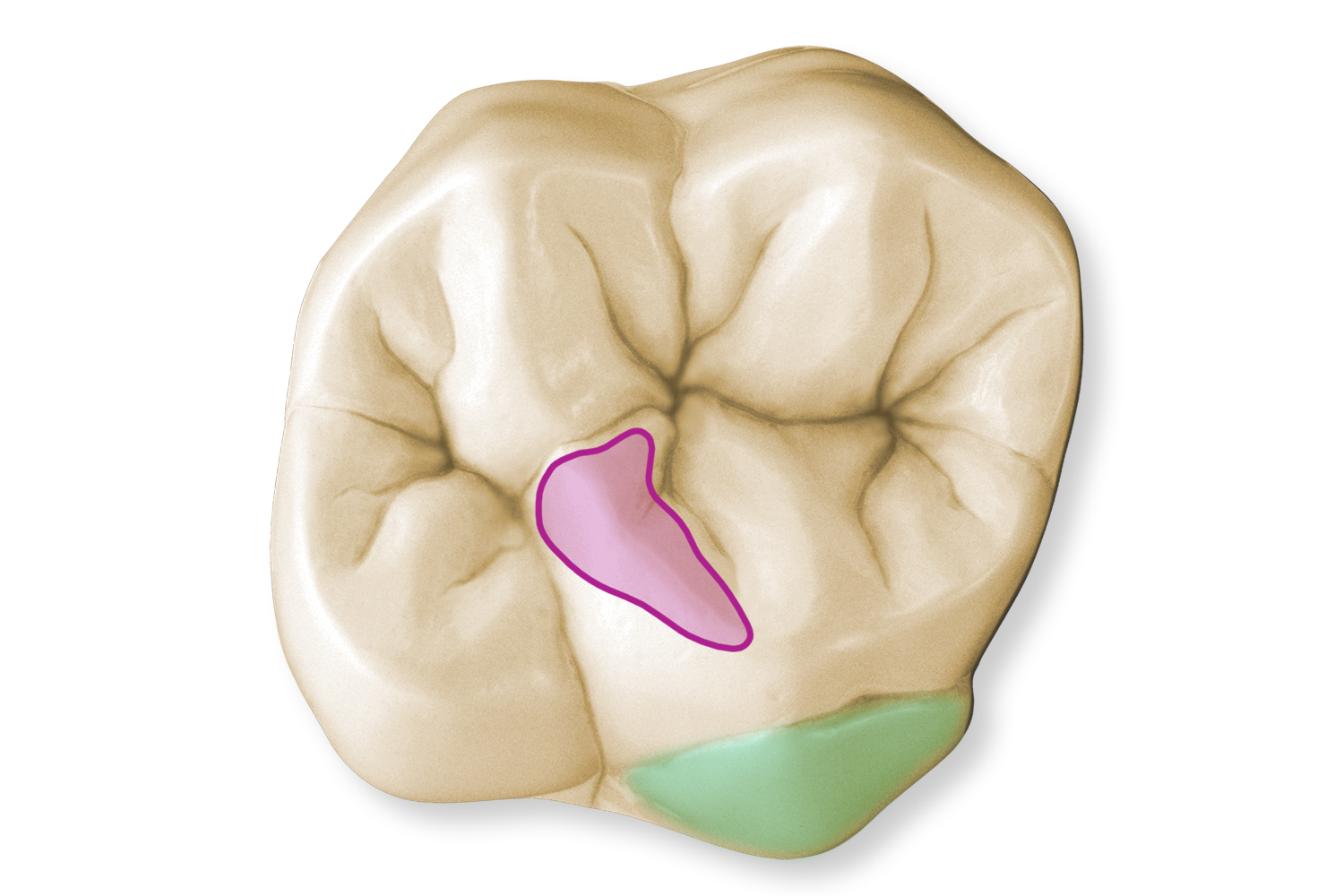 Dental Anatomy